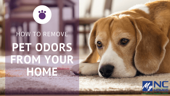 Removing pet stains and odors from your home